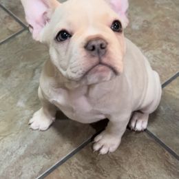French Bulldog Puppies from Lola’s Frenchies