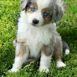 Miniature Australian Shepherd and Toy Australian Shepherd Puppies from Kickapoo Creek Toy & Mini Aussies