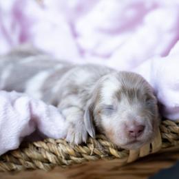 Dolce - Dapple female Dachshund puppy in Fort Myers, Florida from Blossom Paws