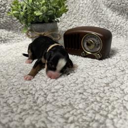 Bernedoodle Puppies from Bechtel’s Bernadoodles