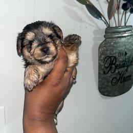Nala 2500 - Black and tan female Yorkipoo puppy in Gastonia, North Carolina from Banks Dynasty Kennel