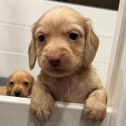 Light Cream Boy - Cream male Dachshund puppy in Canby, Oregon from Rainy Day Dachshunds