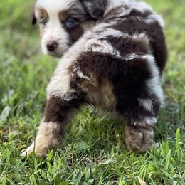 Australian Shepherd, Miniature American Shepherd, and Toy Australian Shepherd Puppies from Blue’s Family Aussies