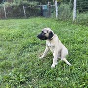 Kangal Puppies from Berecz Hollow Farm LLC
