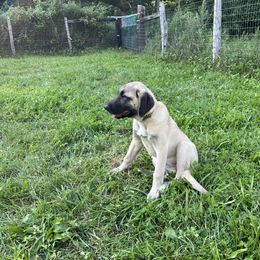 Kangal Puppies from Berecz Hollow Farm LLC