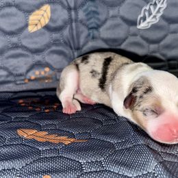 Rain - Blue merle and white female American Corgi puppy in Dublin, Texas from 5H Corgis