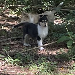 Sparky - Black white and tan male Collie puppy in Ringoes, New Jersey from Caroline Jones
