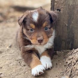 Scout - Red tri male Miniature Australian Shepherd puppy in Hempstead, Texas from Young Gun Aussies
