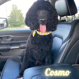 Aussiedoodle, Australian Shepherd, Cockapoo, Goldendoodle, and Poodle Puppies from K&S Country Kennels