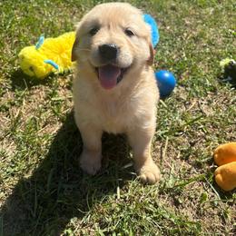 Ester - Golden female Golden Retriever puppy in Grant County, Indiana from On The Sunny Side Pavey Farms
