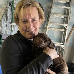 Dick Butkas - Brown Barbet puppy in New Bedford, Massachusetts from Barbie's Barbets
