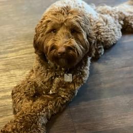 Clara - Goldendoodle