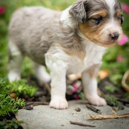 Cosmo - Blue merle male Aussiedoodle puppy in Grants Pass, Oregon from Woodwind Miniatures