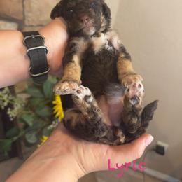 Lyric - Chocolate female Goldendoodle puppy in Sanderson, Florida from Serenity Goldendoodles