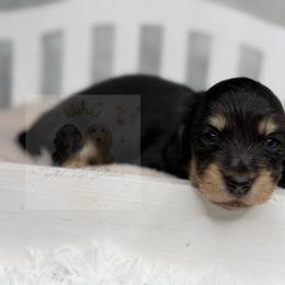 Jack - Black and cream male Dachshund puppy in Goodyear, Arizona from D&C Royal Dachshunds LLC