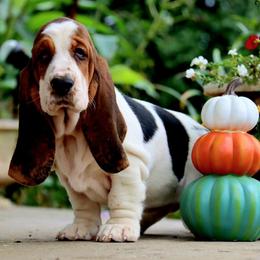 Meg - Black white and brown female Basset Hound puppy in Pollock, Missouri from Northstar