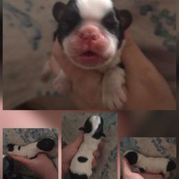 Tequila - Black white and tan female English Toy Spaniel puppy in Glenwood City, Wisconsin from NyaStar