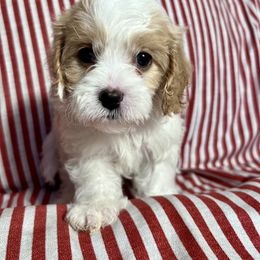 Girl 1 - female Cavapoo puppy in Springfield, Missouri from Ozark Mountain Cavaliers