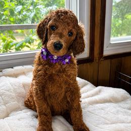 Supra - Red  female Poodle puppy in Mount Vernon, Illinois from AMC Poodles
