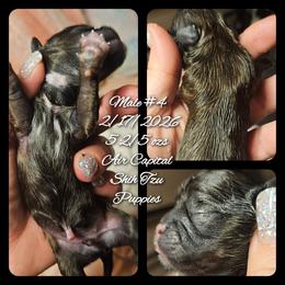 Cupid - Red male Shih Tzu puppy in Maize, Kansas from Air Capital Shih Tzu Puppies