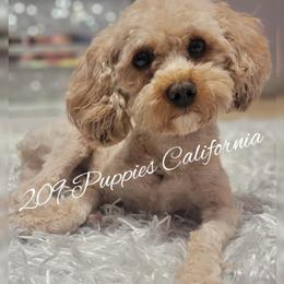 Teddy - Poodle