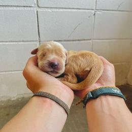 Ginger - Golden female Golden Retriever puppy in Magnolia, Mississippi from Magnolia Farm