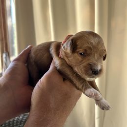 Corey - Red  female Goldendoodle puppy in China Grove, North Carolina from Lasting Legacy Family Dogs