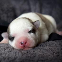 Christian - Gray and white male Siberian Husky puppy in Addison, Michigan from Gray Run Siberian Huskies