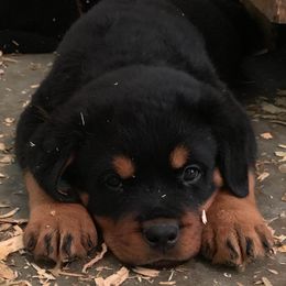 Rottweilers from ADRK Imported German Rottweilers