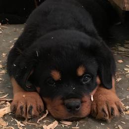 Rottweilers from ADRK Imported German Rottweilers