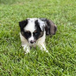 Snickers - Blue merle female Miniature Australian Shepherd puppy in Baker, Florida from East to Western Aussies