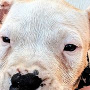 Girl 2 - Dogo Argentino puppy in Pueblo, Colorado from Palace Guard Dogos