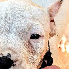 Girl 2 - Dogo Argentino puppy in Pueblo, Colorado from Palace Guard Dogos