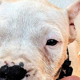 Girl 2 - Dogo Argentino puppy in Pueblo, Colorado from Palace Guard Dogos
