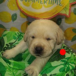 Red collar - Yellow female Labrador Retriever puppy in Holyoke, Massachusetts from Urban Oak Labradors LLC