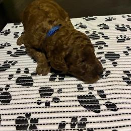 Girl 5 - female Poodle puppy in Summit, Mississippi from poodles and doodles llc