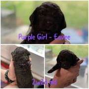 Boykin Spaniel Puppies from Camelot Creek Kennels