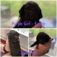 Boykin Spaniel Puppies from Camelot Creek Kennels