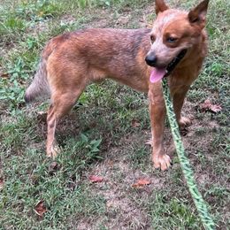 Boy - Australian Cattle Dog