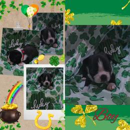 Red - Black and white male Boston Terrier puppy in Clinton Township, Michigan from Greenberg's Boston Terriers & Bullies of Metro Detroit