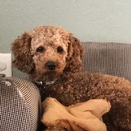Goldendoodles from Blushing Doodles