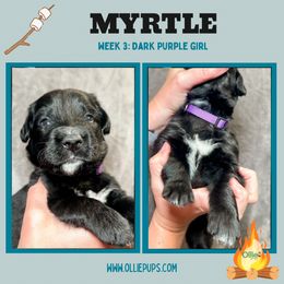 Girl 5 - female Golden Mountain Dog puppy in Boiling Springs, South Carolina from OlliePups, LLC