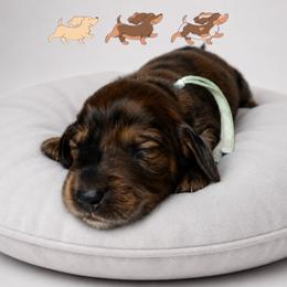 Armie (cyan) - Dapple male Dachshund puppy in Palm Bay, Florida from Life With Mini Paws