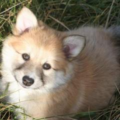 Icelandic Sheepdog Puppies from Valhalla Icelandic Sheepdogs