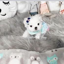Maltese and Yorkshire Terrier Puppies from tatortot pup