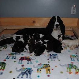 English Springer Spaniel Puppies from Maleks Tri English Springer Spaniels