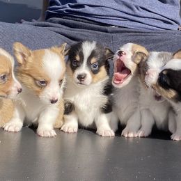 American Corgi Puppies from Coopers Korner