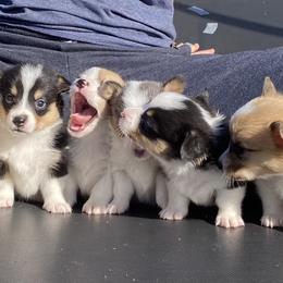 American Corgi Puppies from Coopers Korner