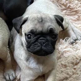 Pugs from Rugs & Pugs