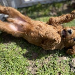Goldendoodle Puppies from Coal Country Doodles